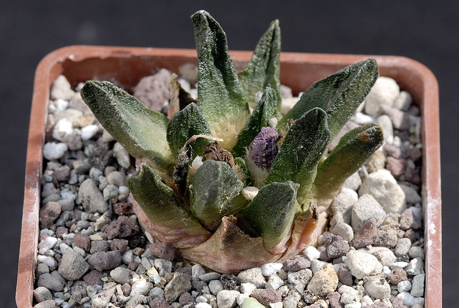 Ariocarpus scapharostrus d. 5,5 50.00 €.jpg